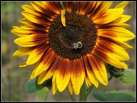Can Pruning and Trimming Improve Magic Roundabout Sunflower Height?